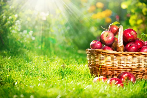 Органические яблоки в корзине. сад. сад — стоковое фото